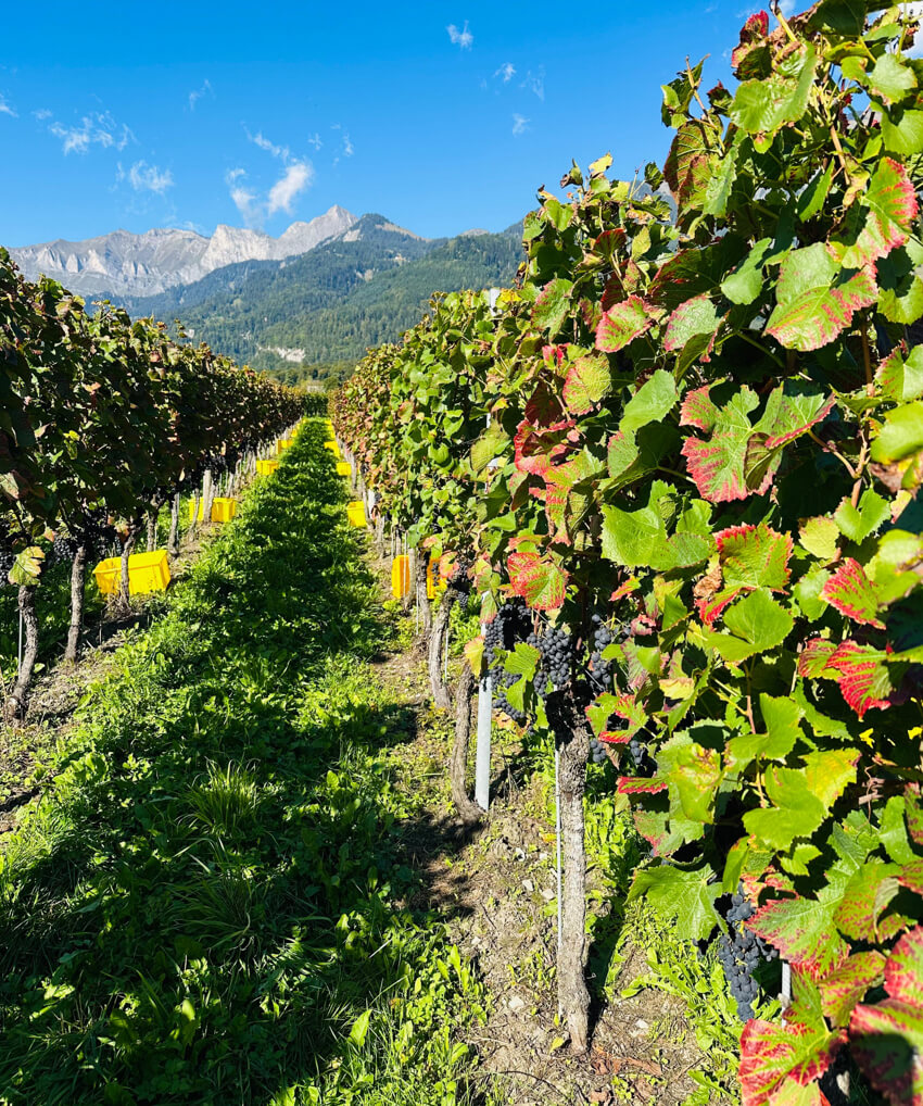 Rebberg im Oktober