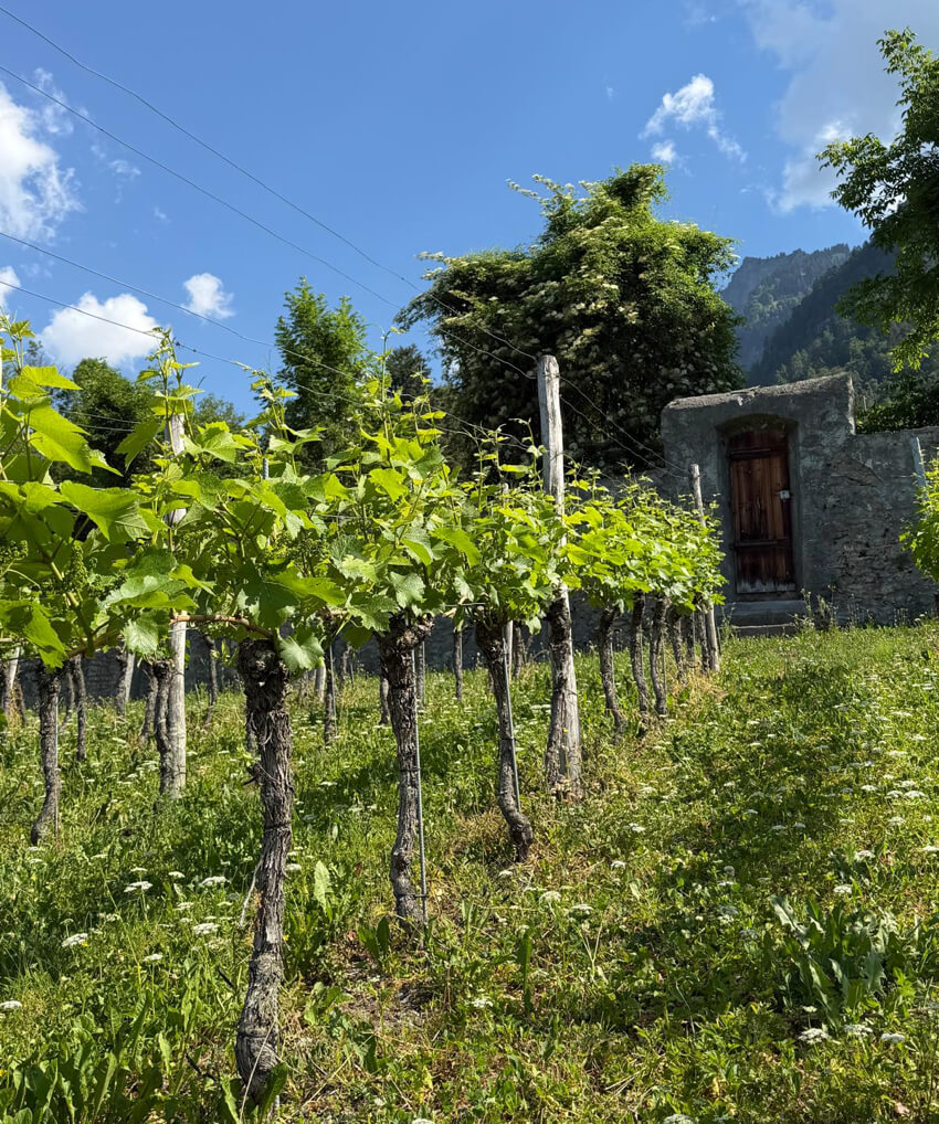 Rebberg im Mai